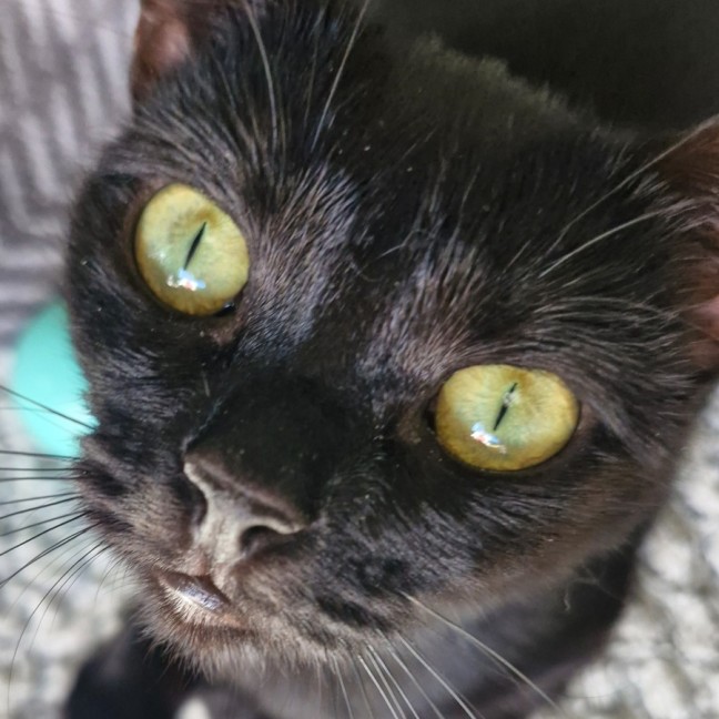 Photo of Coco