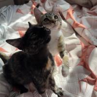 Photo of Cinnamon