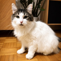 Photo of Bella