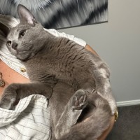 Photo of Nikolai 😻🧵🧶