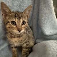 Photo of Tc   Top Cat