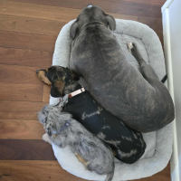 Photo of Stacey (Stax)