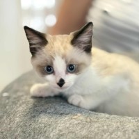 Photo of 🤎 Koby 🤎