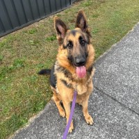 Photo of Bear