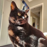 Photo of Ebony