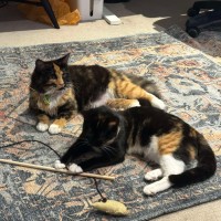 Photo of Chip & Dale