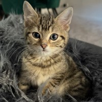 Photo of Umami And Dashi