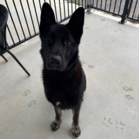 Photo of Sarge