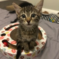 Photo of Nightfury And Horizon 