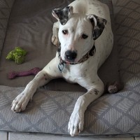Photo of Angel