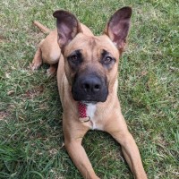 Photo of Powderfinger