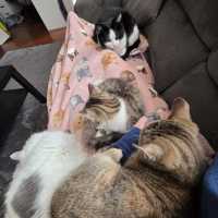 Photo of Amber & Tiger ^^Dandy Cat Rescue^^