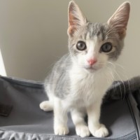 Photo of Gamay Beaujolais