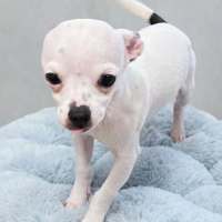 Photo of Polo