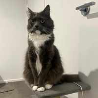 Photo of Rosie ** 2nd Chance Cat Rescue**
