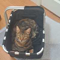 Photo of Chilli