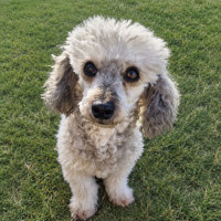 Photo of Luna