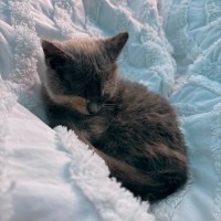 Photo of Saby