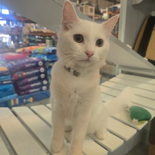 Michaela - Domestic Short Hair (DSH) Cat