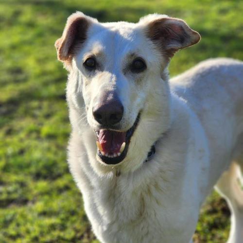 🦉 Oli 7387 🦉 - German Shepherd Dog