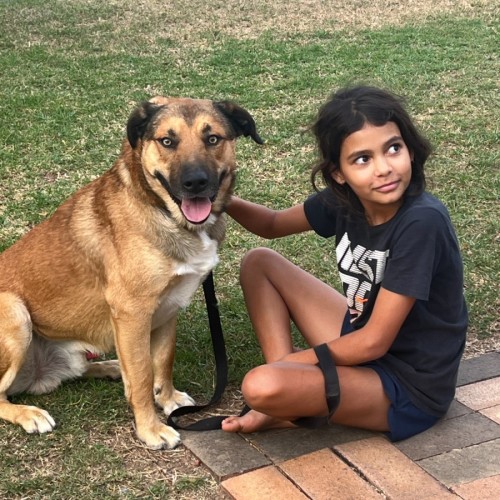 Jack - Mixed breed Dog