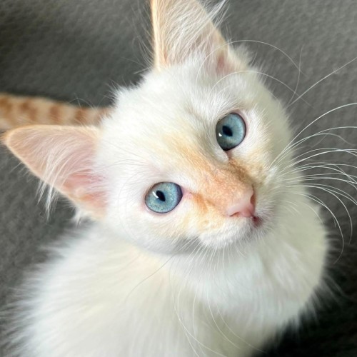 Frankie - Ragdoll Cat