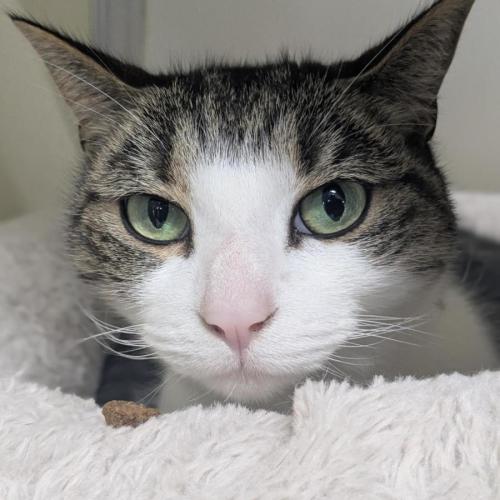 🎏 Trigger 7430 🎏 - Domestic Short Hair (DSH) Cat