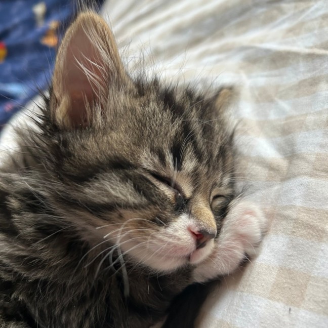 Photo of Vicomte De Valmont