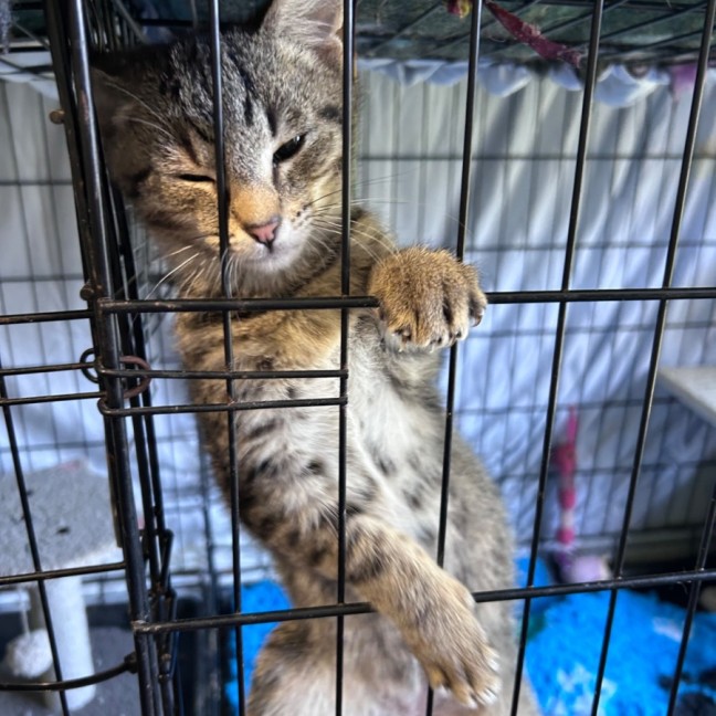 Photo of Spencer 🐱 