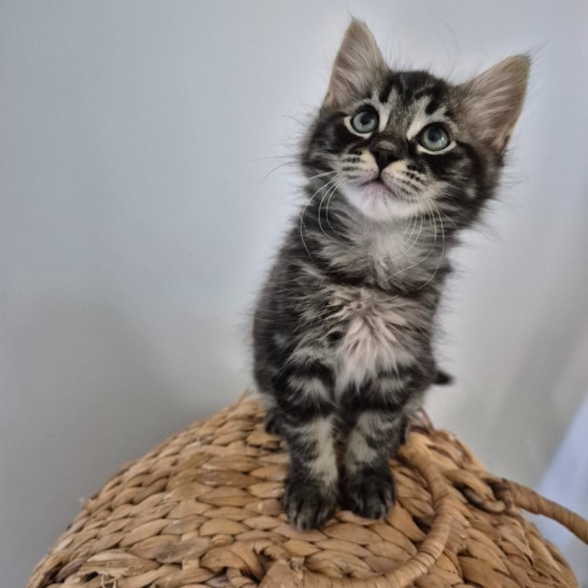 Photo of Cooper 💙