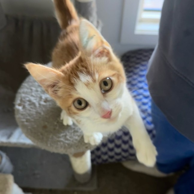Photo of Nacho