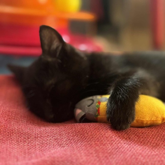 Photo of Miruku**2nd Chance Cat Rescue**