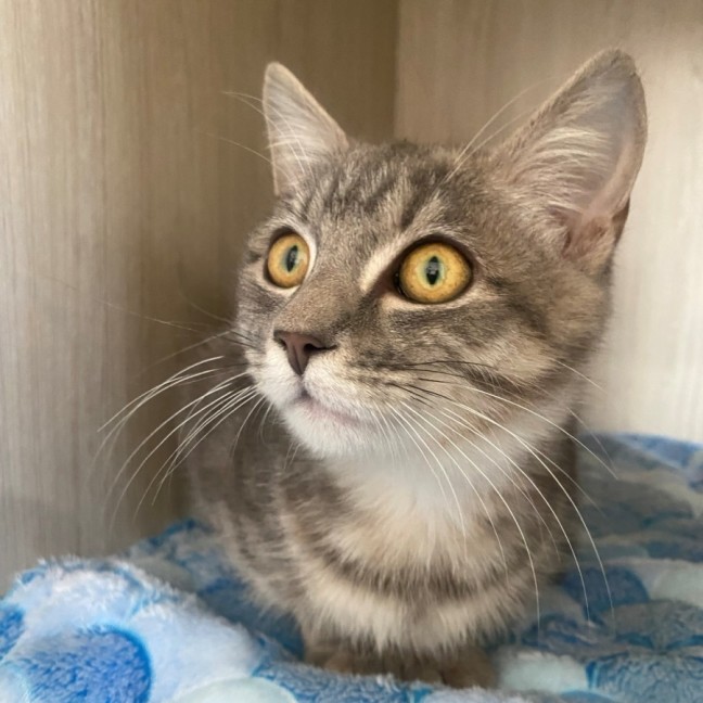 Photo of C1476 Ishka