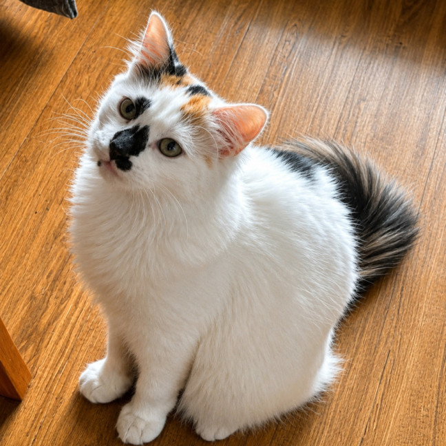 Photo of Willow