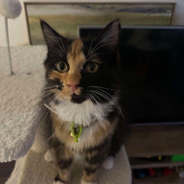 Photo of Chip & Dale