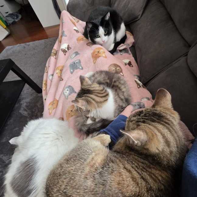 Photo of Amber & Tiger ^^Dandy Cat Rescue^^