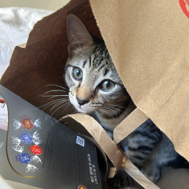 Photo of Lemon Squeezy