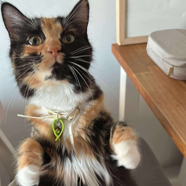 Photo of Chip & Dale