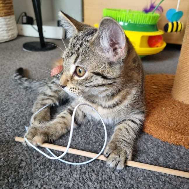 Photo of Olive