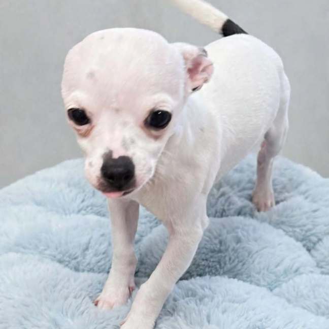 Photo of Polo