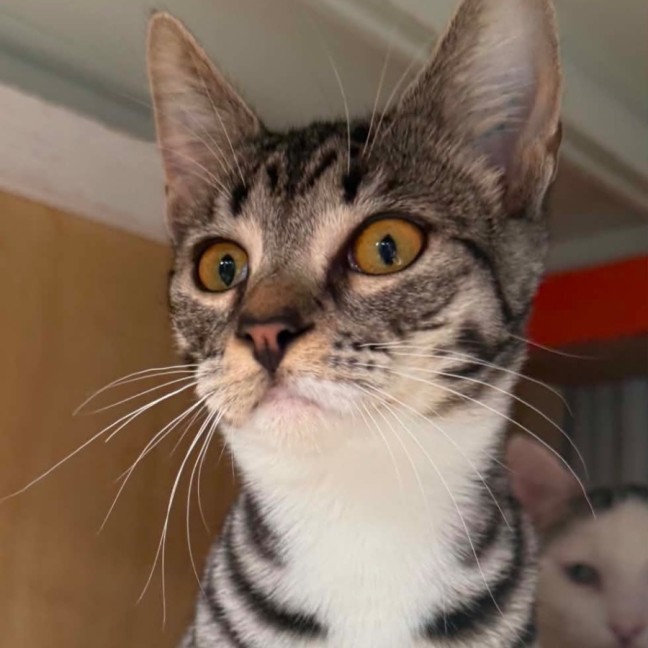 Photo of Clarabelle 