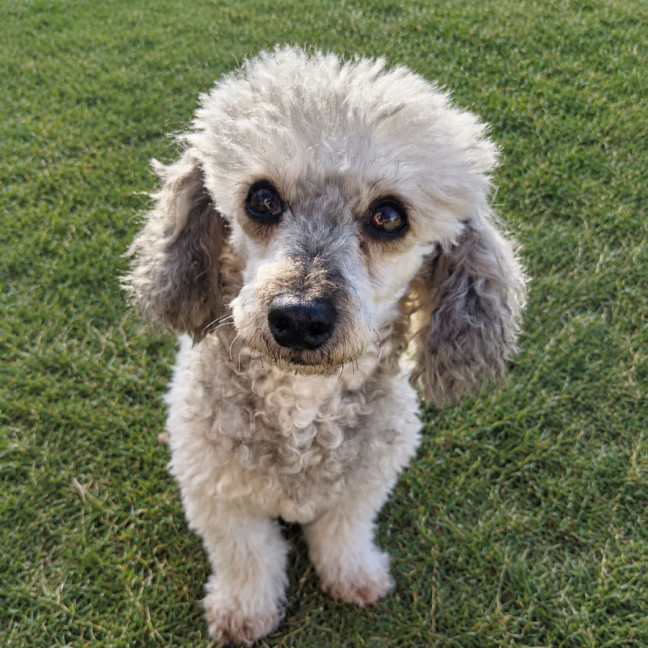 Photo of Luna