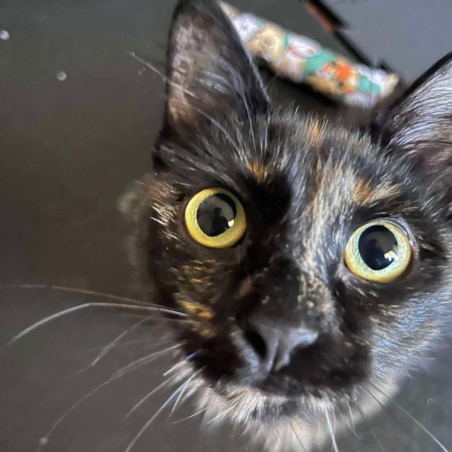 Photo of Sarsparilla