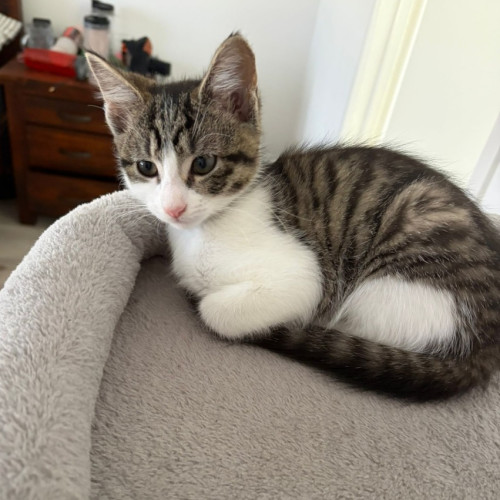 Robin - Domestic Short Hair (DSH) Cat