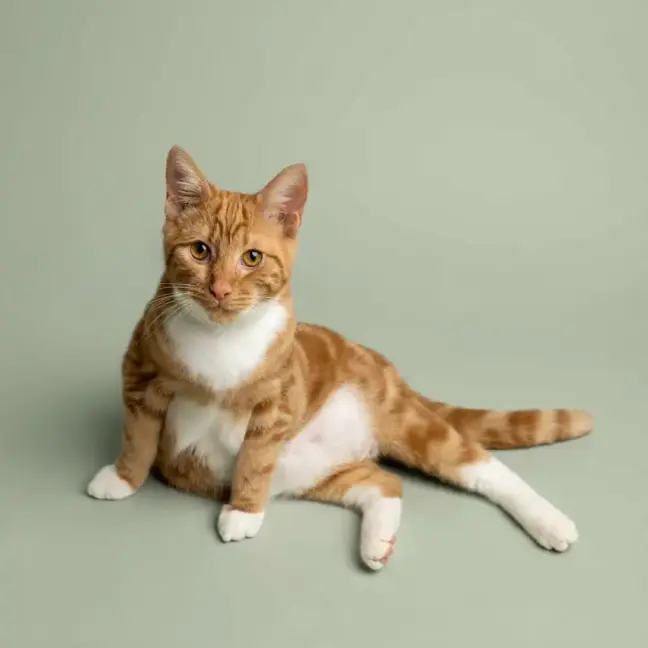 Photo of Simba