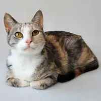 Photo of Lady Marmalade 
