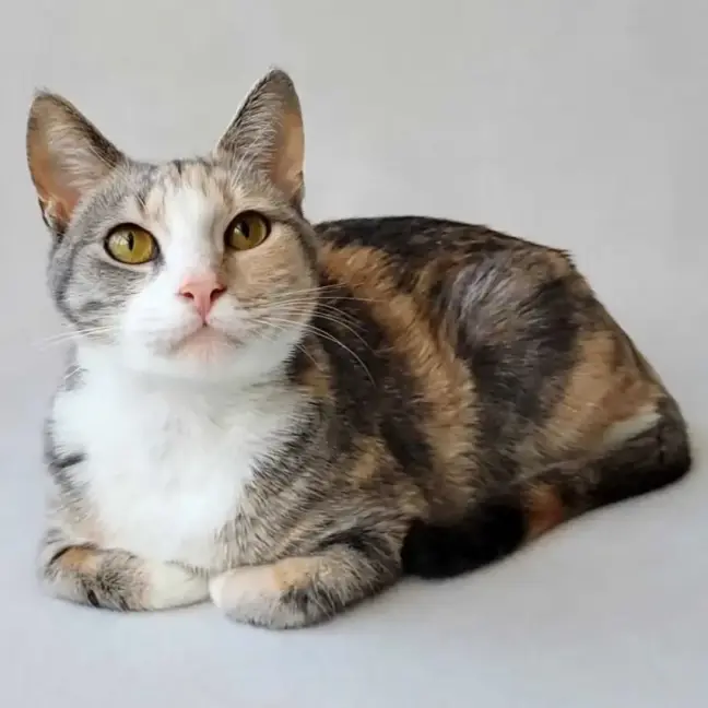 Photo of Lady Marmalade 