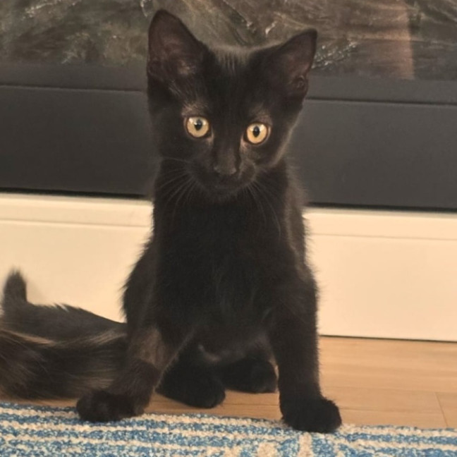 Photo of Morgana 