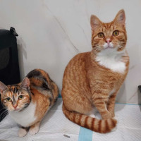 Photo of Buttons & Charlie