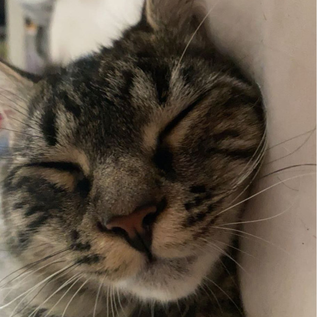 Photo of Bean